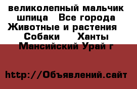 великолепный мальчик шпица - Все города Животные и растения » Собаки   . Ханты-Мансийский,Урай г.